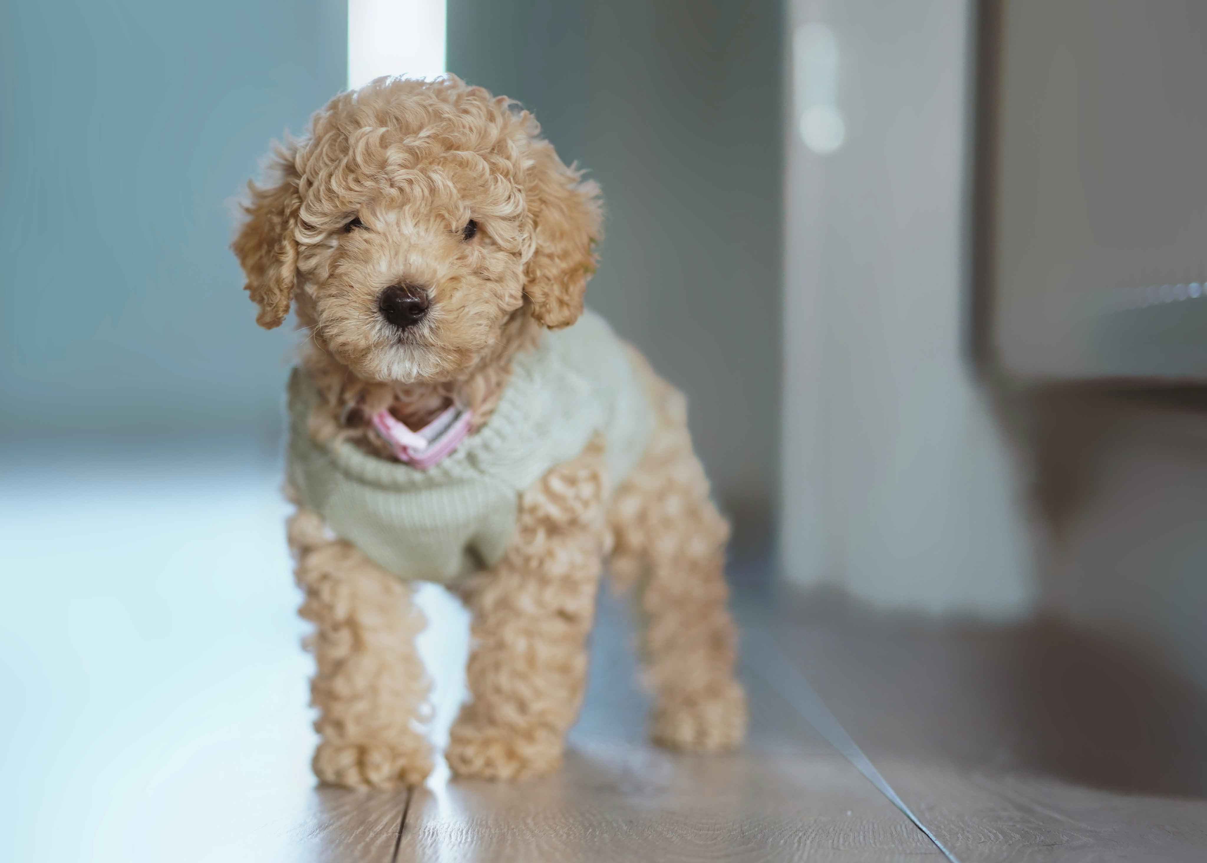Are Poodles prone to any genetic health conditions?